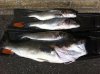 bass july 2010.jpg