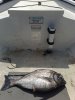 Black Bream 2lb10oz..jpg