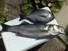 Black Bream & Bass.jpg