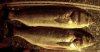 2bass.jpg