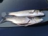 01092010catch.JPG