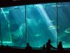 AQUAM01.jpg