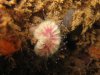 cup coral.jpg