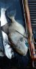 Trigger Fish Poole.resized.jpg