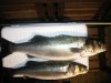 8b 15oz Bass.jpg