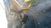 yellowfin.JPG