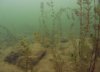 diving 12-10 033.jpg