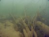 diving 12-10 043.jpg