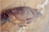 big grouper.jpg