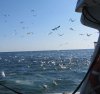 herring 2 run 08-10.jpg
