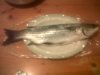 night dive grey mullet.jpg