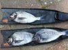 bream uk3.jpg