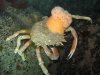 Crab.JPG