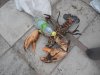 Fishes photos 005.jpg
