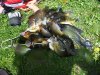 diving 5-26-11 048.jpg