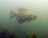 diving 5-26-11 030.jpg