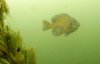 diving 5-26-11 023.jpg