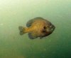 diving 5-26-11 022.jpg