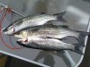 28052011554.jpg