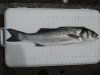 3lb bass.jpg