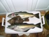 PIC_0094.jpg