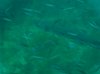 gurt fish.jpg