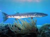 barracuda.jpg