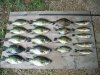 DSCN4805.JPG