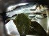 fishy tail.jpg