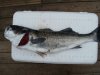 7lb Bass.jpg