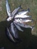 fish.jpg