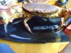 DSC03313.jpg