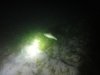 Sea Trout.jpg
