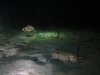 Crab and Cuttlefish.jpg