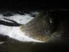 Cuttlefish.jpg