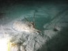 Cuttlefish 'hello!'.jpg