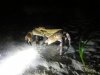 Edible Crab.jpg