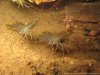 Prawn 1.JPG