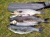 fish.jpg