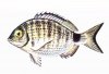 bream.jpg