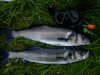 August bass 2011.JPG