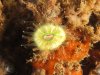 Cup coral 1.JPG