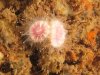 Cup coral 2.JPG