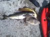 phone pics 31082011 045.jpg