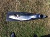 IMG_0431.jpg