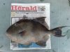 4lb Trigger Fish.jpg