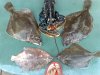 Lemon,Plaice and Lobster evening.jpg