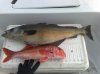 Red Mullet & Pollack.jpg