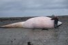 nac and whale 063.jpg