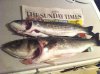 Today's Fish.jpg